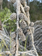 Allocasuarina paludosa