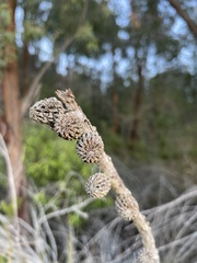 Allocasuarina paludosa