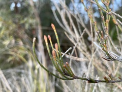 Allocasuarina paludosa