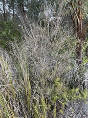 Allocasuarina paludosa