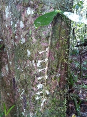 Aerangis macrocentra