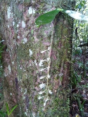 Aerangis macrocentra