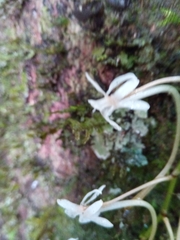 Aerangis macrocentra