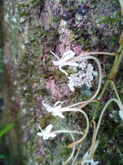 Aerangis macrocentra