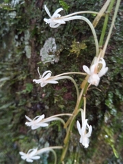 Aerangis macrocentra