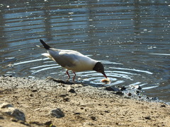 Chroicocephalus ridibundus