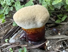 Ganoderma