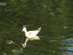 Chroicocephalus ridibundus