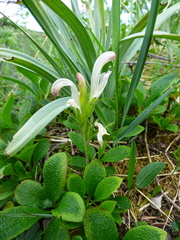 Pedicularis capitata