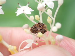 Dasyvalgus formosanus