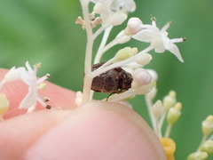 Dasyvalgus formosanus