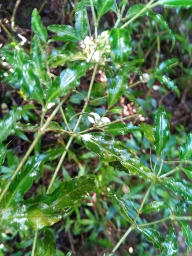 Psychotria andevorantensis image