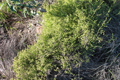 Galium nuttallii