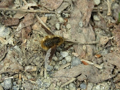 Bombylius fimbriatus