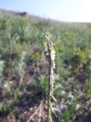 Boechera retrofracta