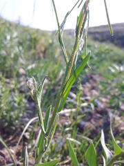 Boechera retrofracta