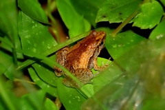 Microhyla mukhlesuri
