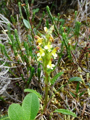 Pedicularis oederi