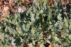 Erodium brachycarpum