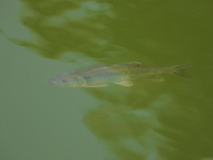 Opsariichthys bidens