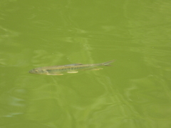 Opsariichthys bidens