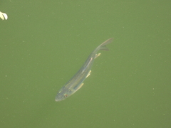 Opsariichthys bidens