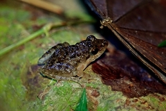 Minervarya syhadrensis