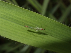 Gampsocoris pacificus