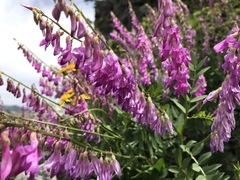 Hedysarum occidentale