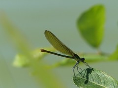 Calopteryx xanthostoma