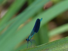 Calopteryx xanthostoma