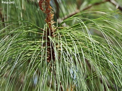 Pinus douglasiana