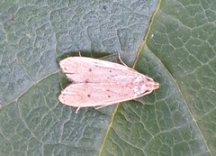 Brachmia modicella