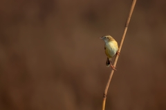 Cisticola juncidis