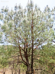 Pinus douglasiana