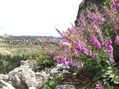 Hedysarum occidentale