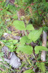 Lepechinia caulescens