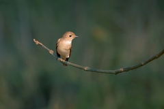 Ficedula albicilla
