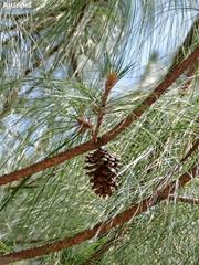 Pinus douglasiana