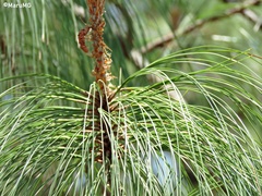 Pinus douglasiana