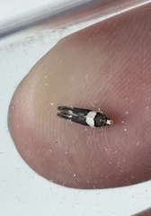 Recurvaria leucatella