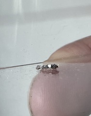 Recurvaria leucatella