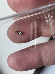 Recurvaria leucatella