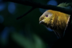 Treron phoenicopterus