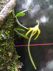 Angraecum rhynchoglossum image