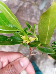 Peddiea involucrata