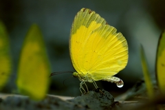 Eurema andersoni