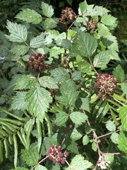 Rubus mesogaeus