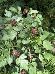 Rubus mesogaeus