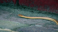 Psammophis condanarus